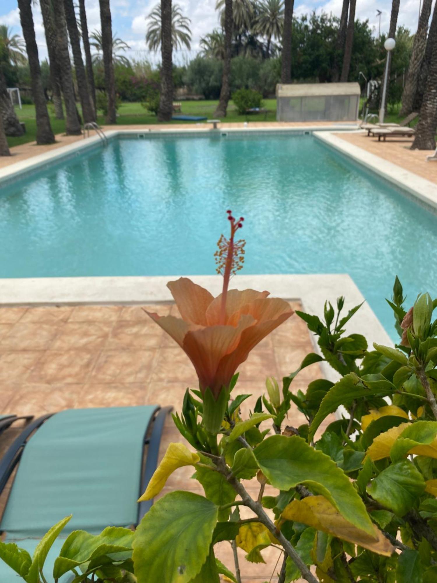 Bed and Breakfast Pink Lemon House Elx Esterno foto
